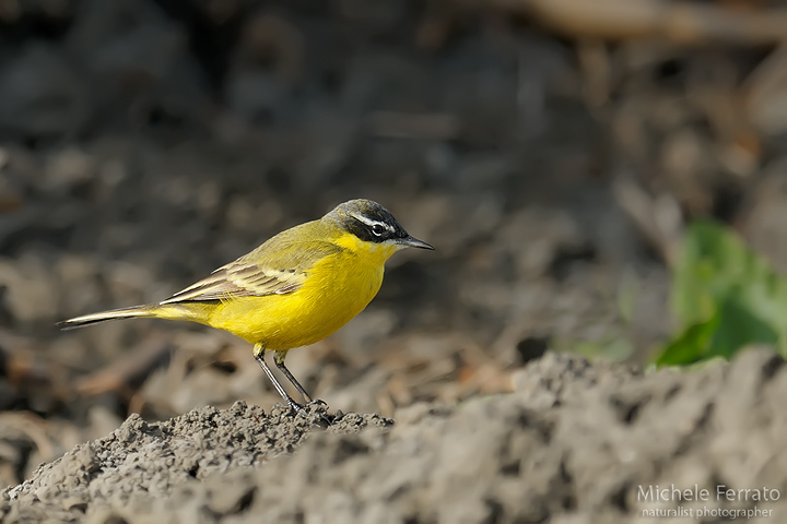 Cutrettola/ Motacilla flava